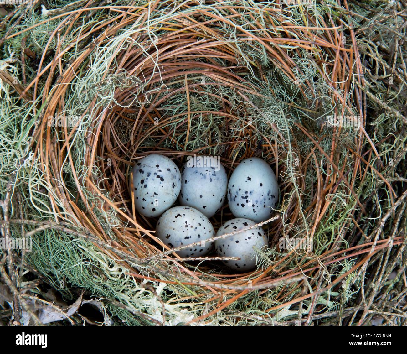 field sparrow eggs