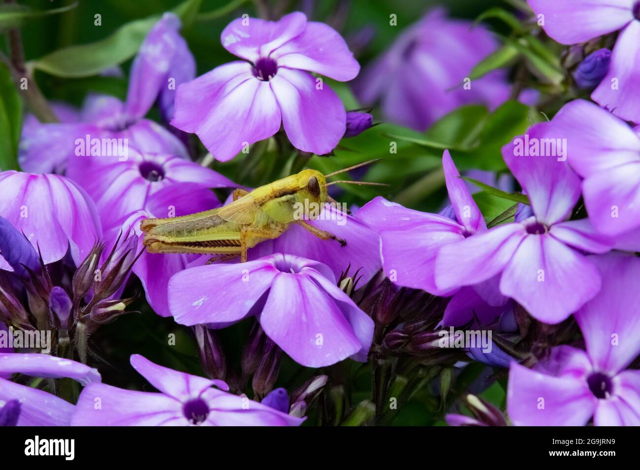 A grasshopper, Caelifera, sitting on a blue or purple phlox flower in a garden Stock Photo