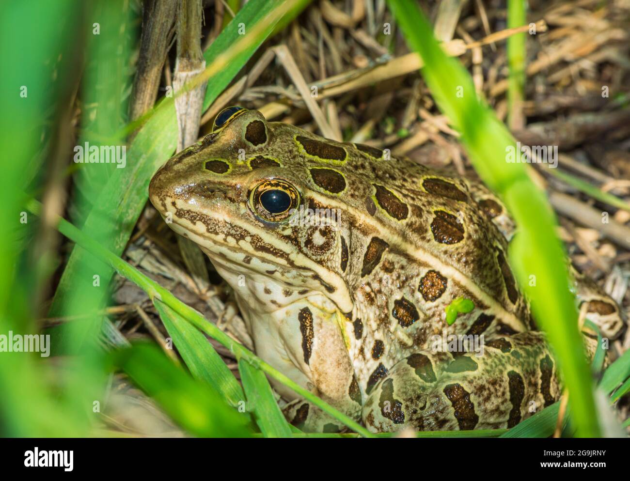 Plains Leopard Frog- (Lithobates blairi- formerly Rana blairi) hides in waist high grass near wetlands, Castle Rock Colorado USA. Photo taken in July. Stock Photo