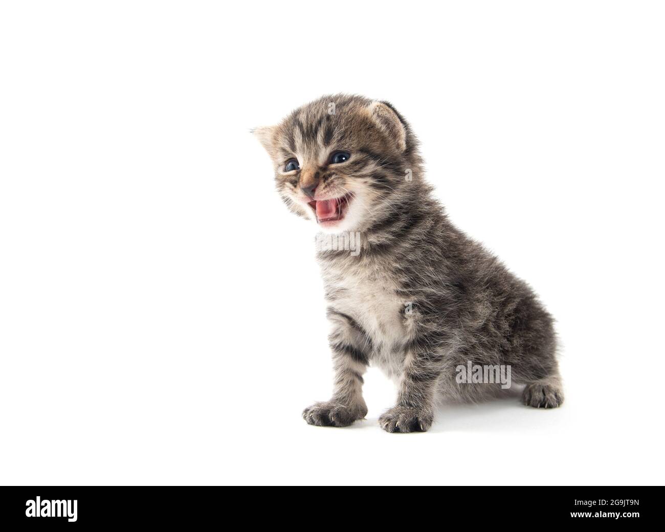 Cute baby newborn tabby kitten crying and isolated on white background