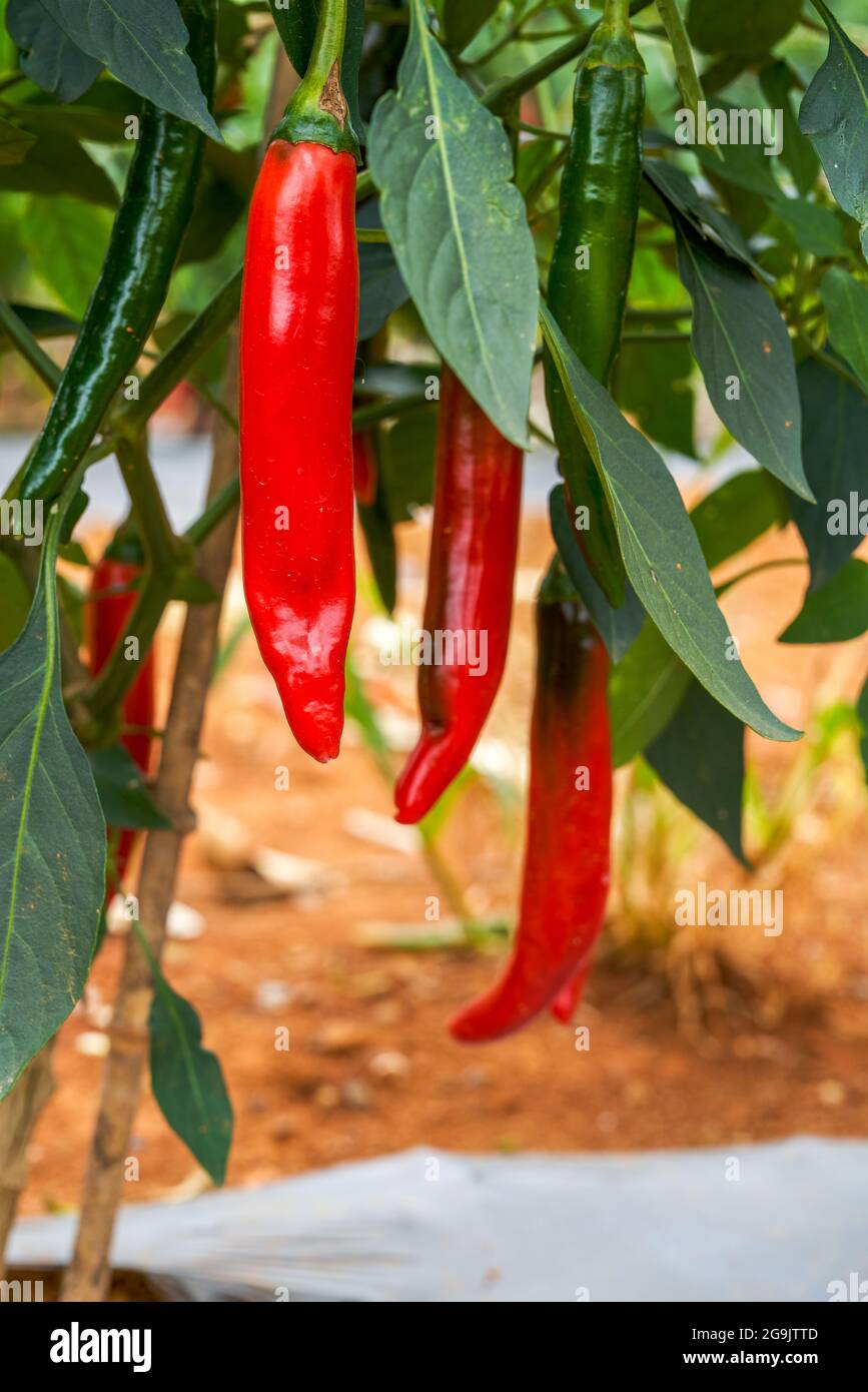 The pepper trees on the farm are full of Chili pepper fruits, red pepper Stock Photo Alamy