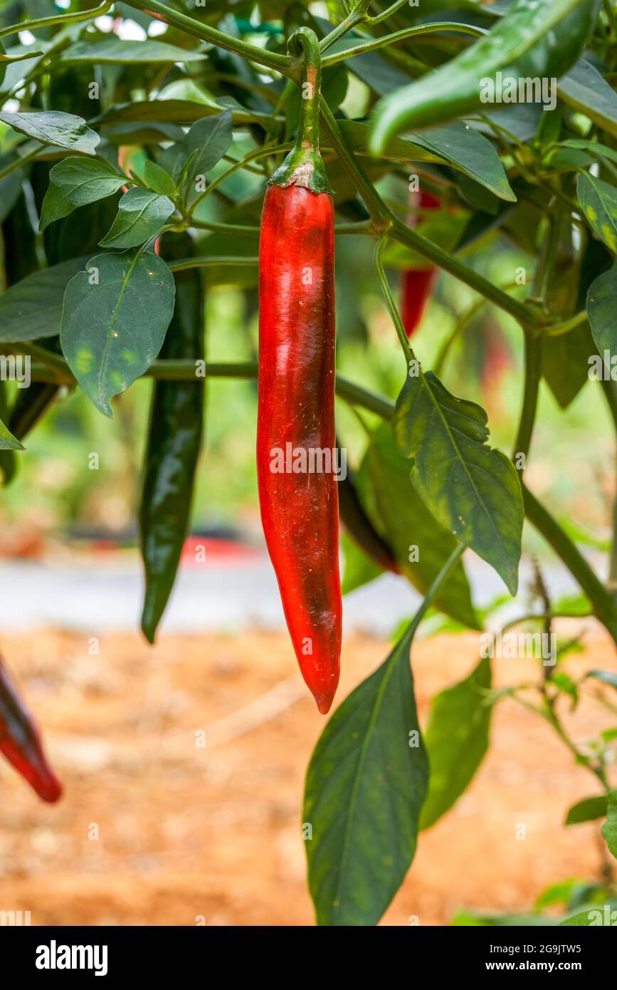 The pepper trees on the farm are full of Chili pepper fruits, red