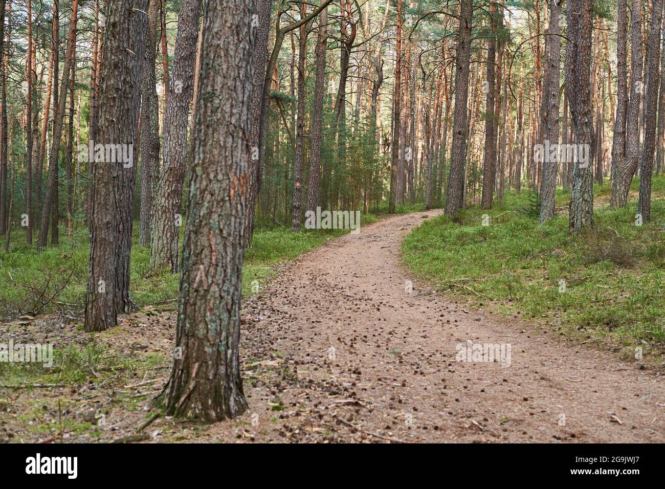 Trail going throug European red pine (Pinus sylvestris), forest, Bavaria, Germany Stock Photo