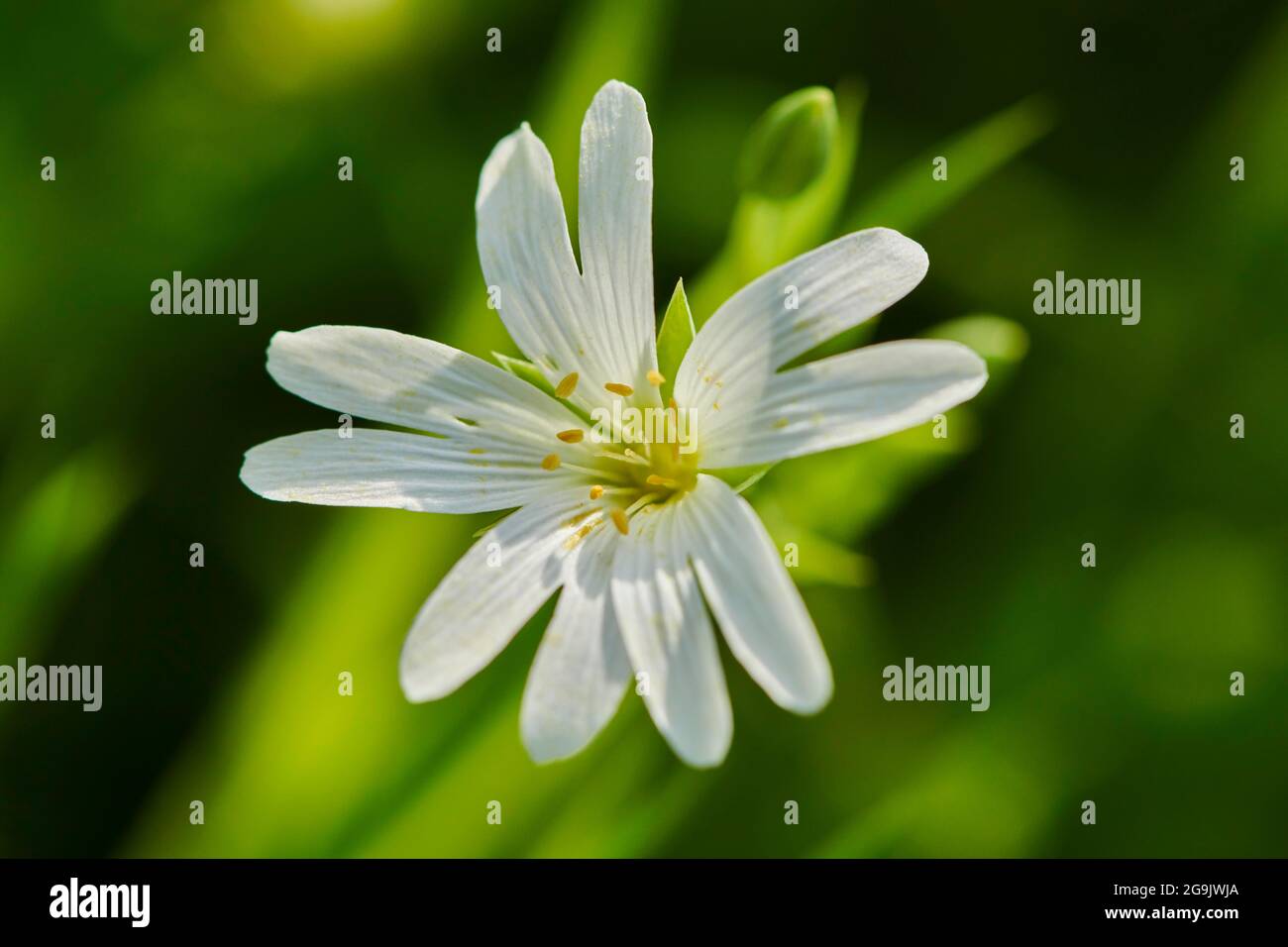 Starwort, stitchwort or chickweed (Stellaria holostea) blooming on a medaow, Bavaria, Germany Stock Photo