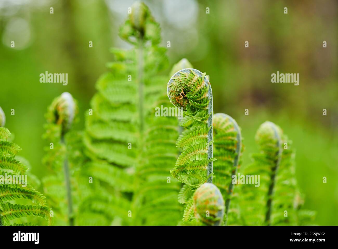 Male fern (Dryopteris filix-mas), Detail, Bavaria, Germany Stock Photo