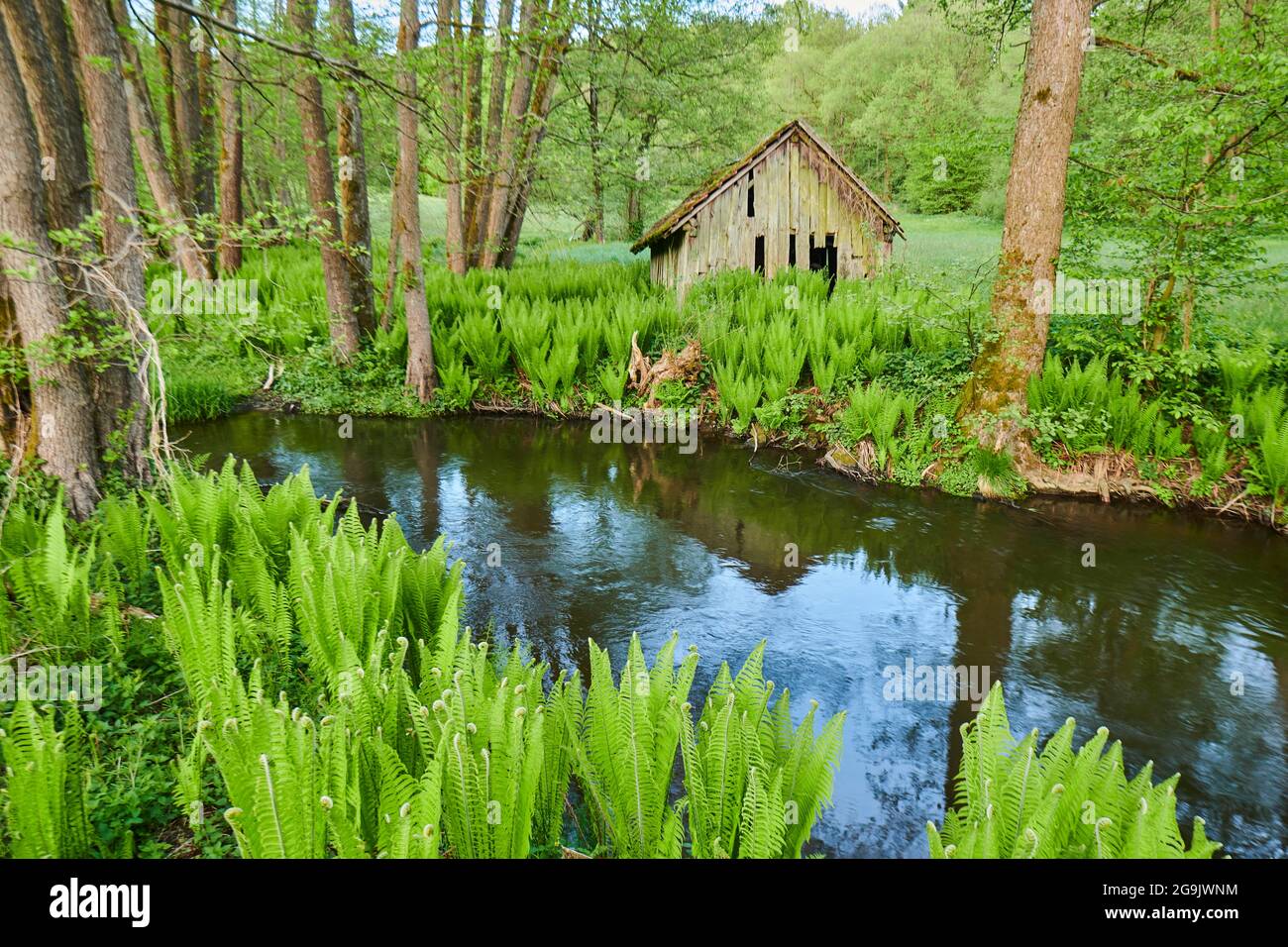 Cabin standing in the middle of male fern (Dryopteris filix-mas) at a little stream, Bavaria, Germany Stock Photo