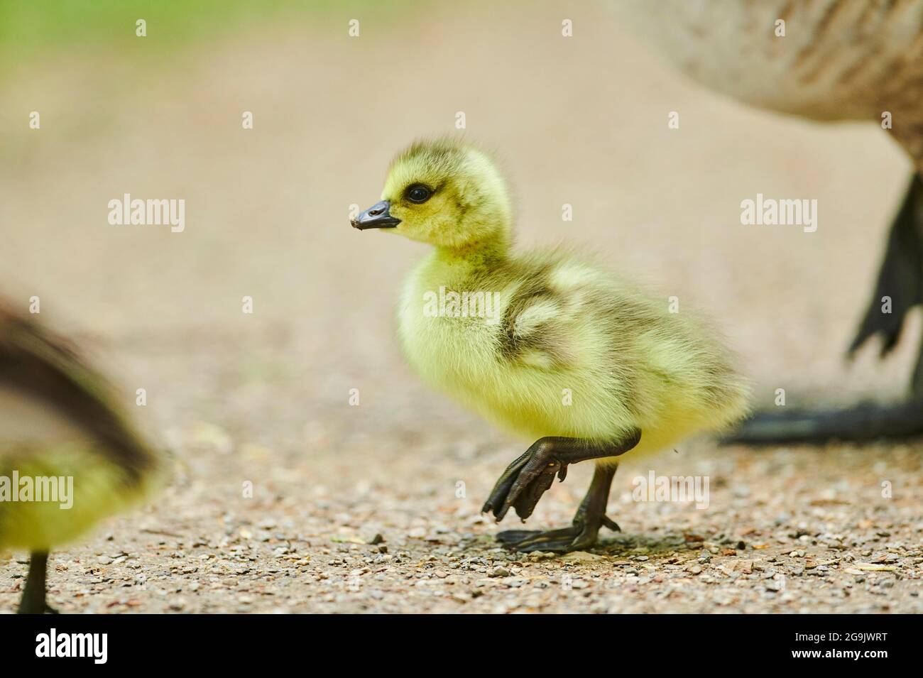 Canada goose bird fledgling hi res stock photography and images Alamy