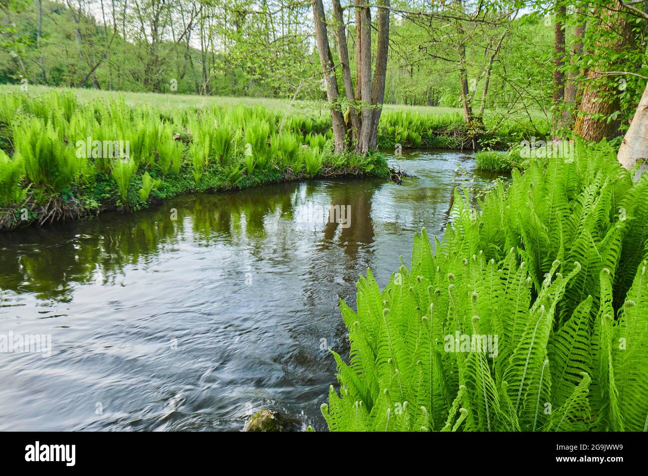 Male fern (Dryopteris filix-mas) growing at a little stream, Bavaria, Germany Stock Photo