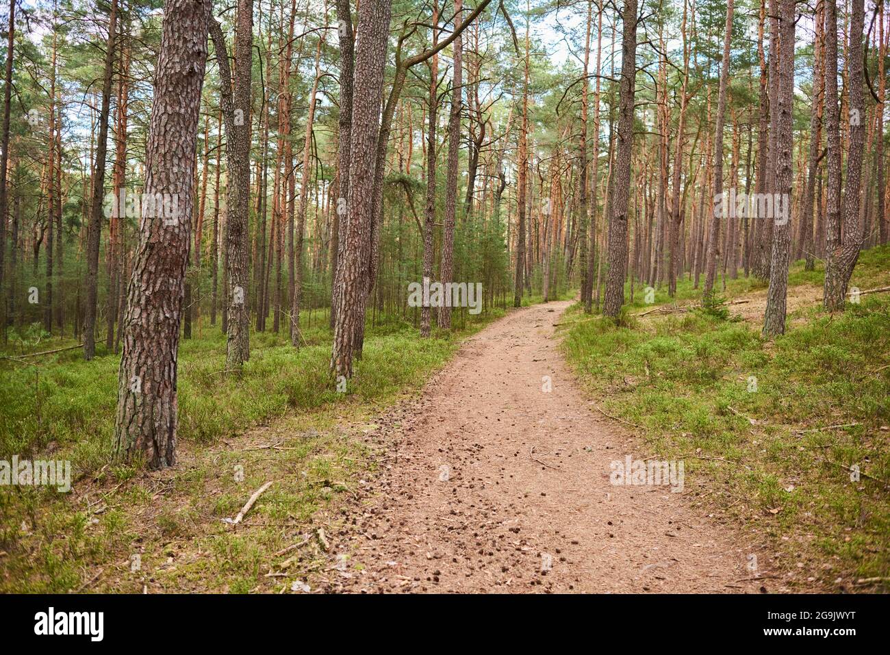 Trail going throug European red pine (Pinus sylvestris), forest, Bavaria, Germany Stock Photo
