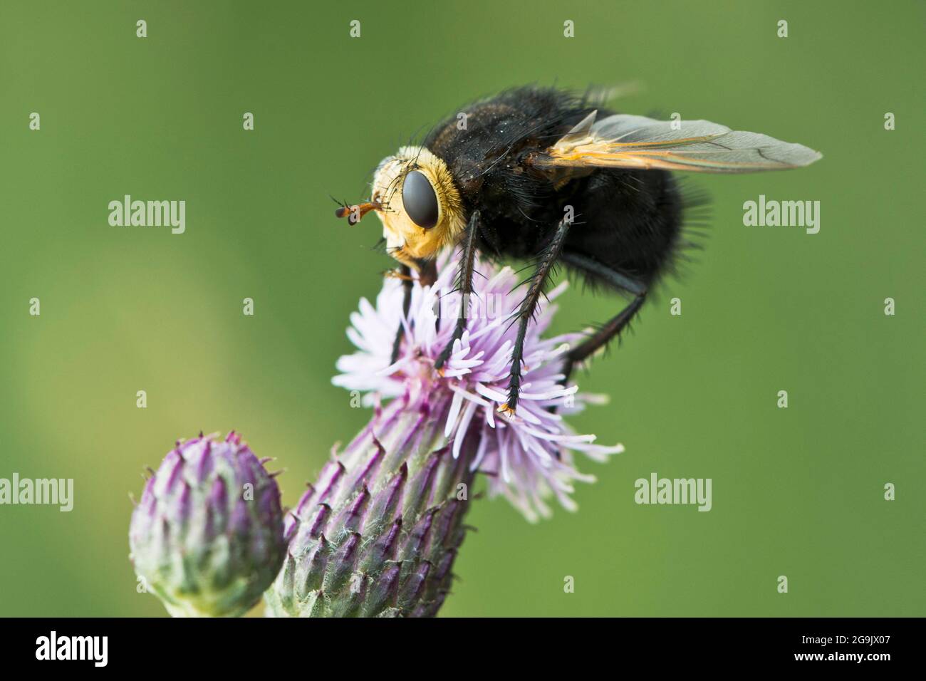 Giant tachinid hi-res stock photography and images - Alamy