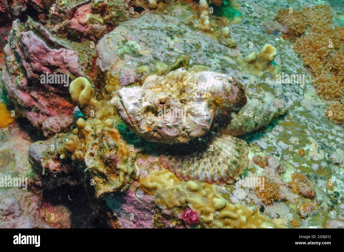 False stonefish (Scorpaenopsis diabolus), Humpback dragonhead, Red Sea Stock Photo