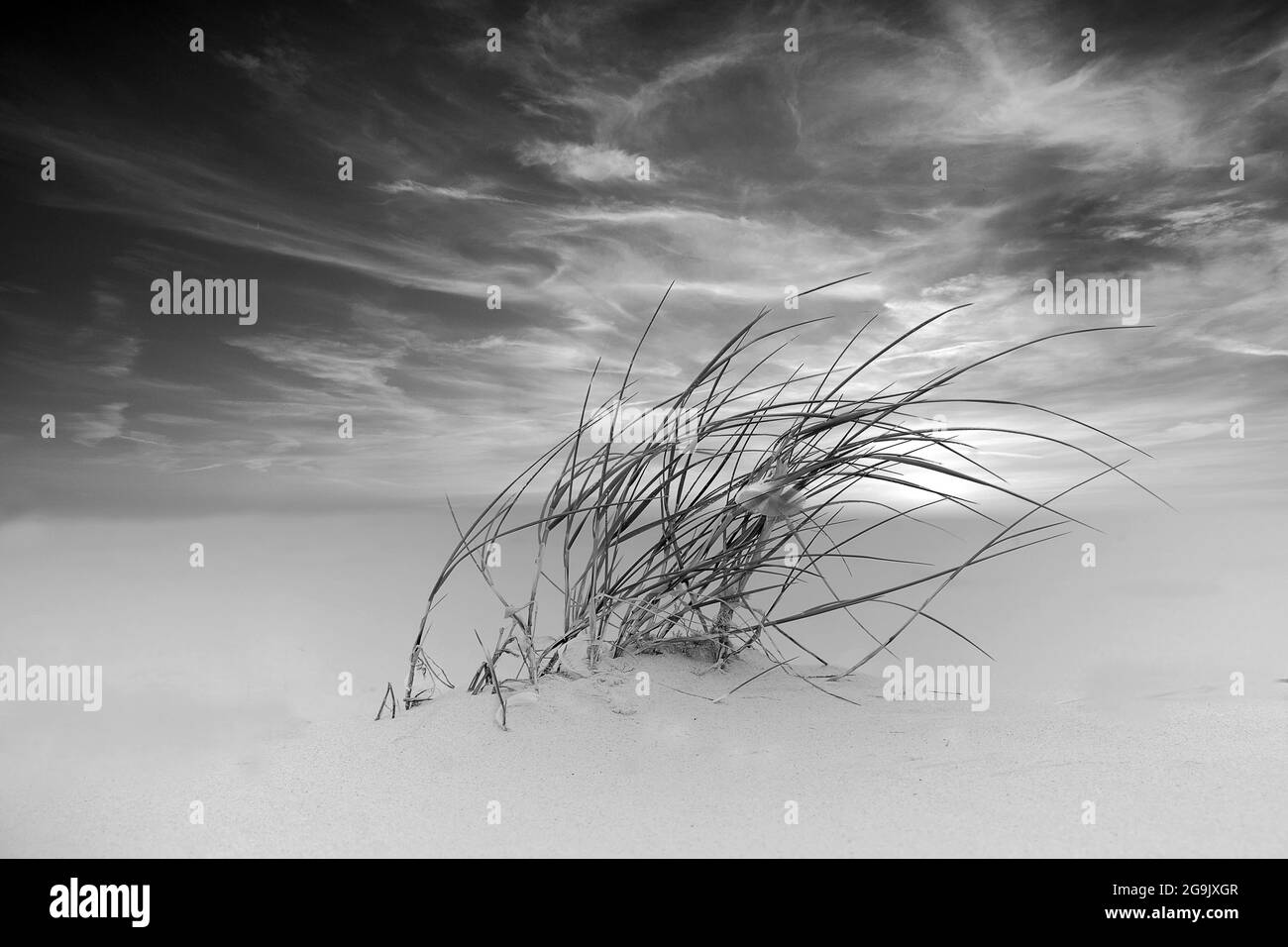 Lyme grass (Leymus arenarius) at the North Sea at sunset, black and white, Germany Stock Photo