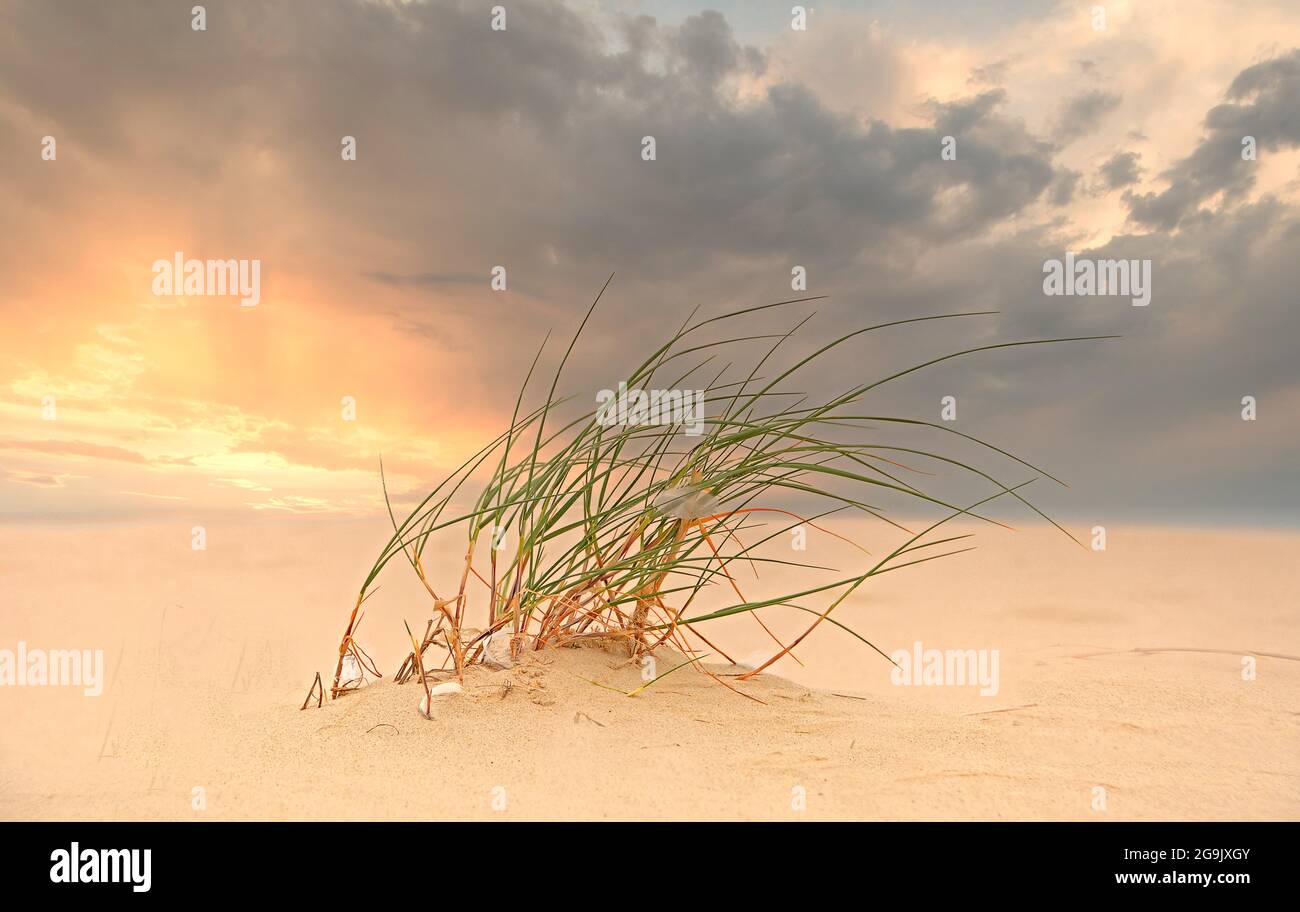 Lyme grass (Leymus arenarius) on the North Sea at sunset, Germany Stock Photo