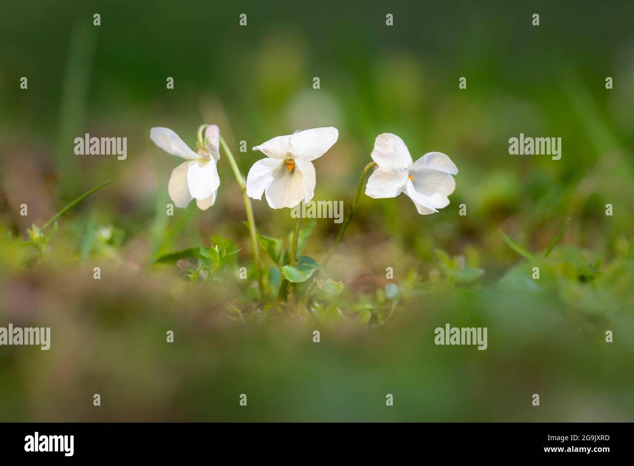 White wood violet (Viola alba) in a meadow, Germany Stock Photo