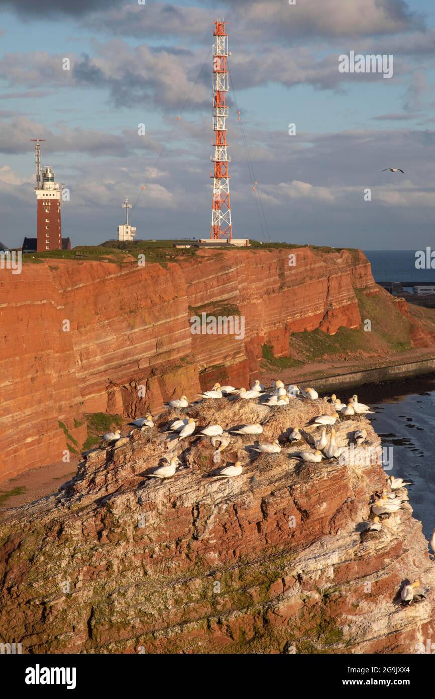 Red Rock of Helgoland Island with Gannets and Radio Tower, Germany Stock  Photo - Alamy