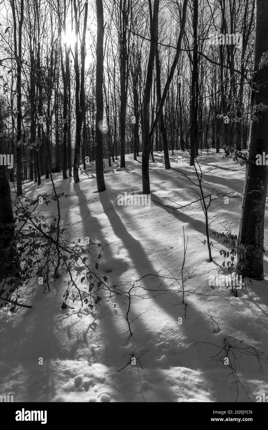 Long shadow of trees in the snow. Black and white picture. A forest near the village of Åšliwiny in northern Poland. Winter 2021 Stock Photo