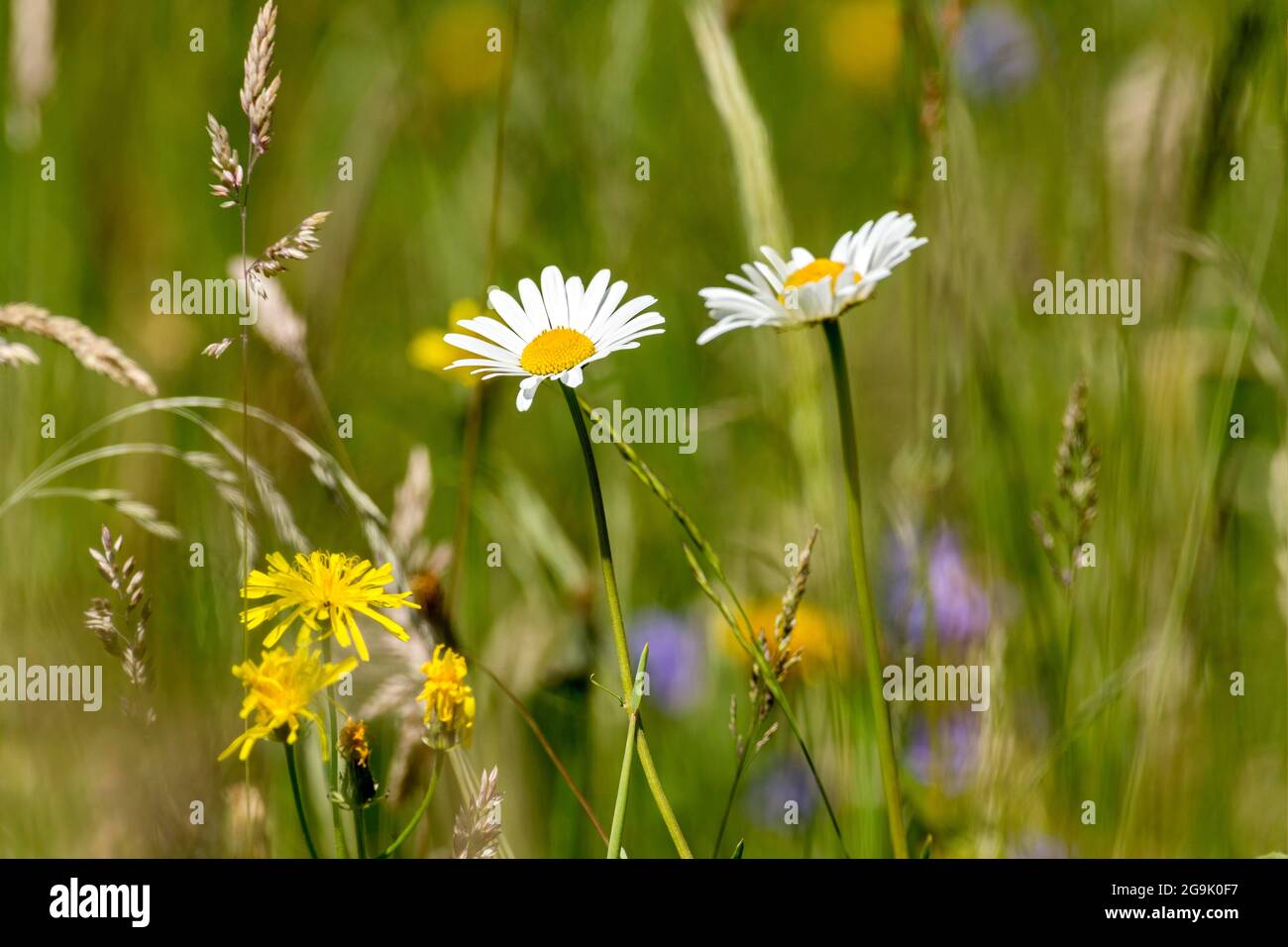 Flowering marguerites (Leucanthemum) and grasses in wild, natural flower meadow, Germany Stock Photo