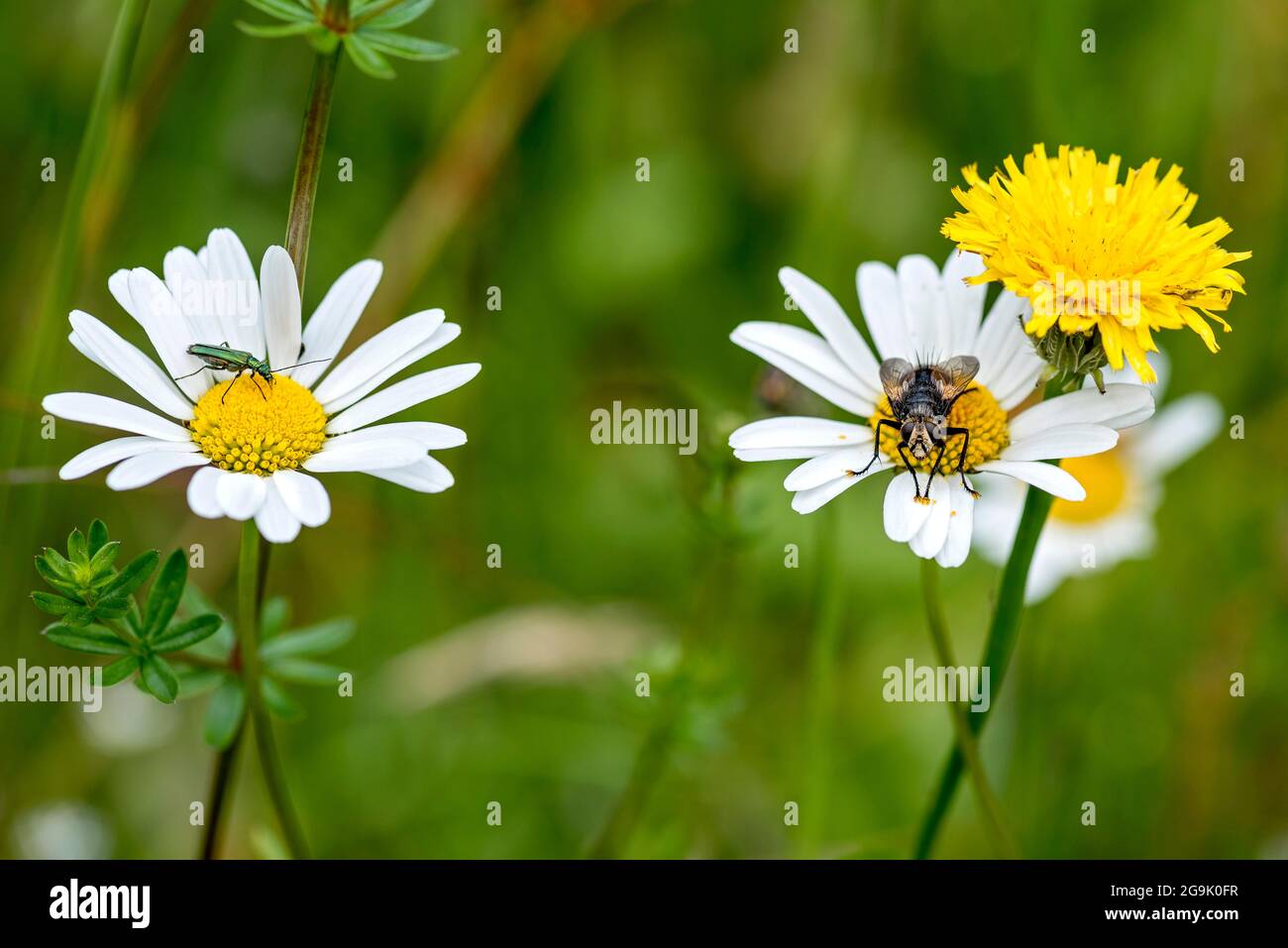 Spanish fly (Lytta vesicatoria) and House Fly (Muscidae) on flowering marguerites (Leucanthemum) in wild, natural flower meadow, Germany Stock Photo
