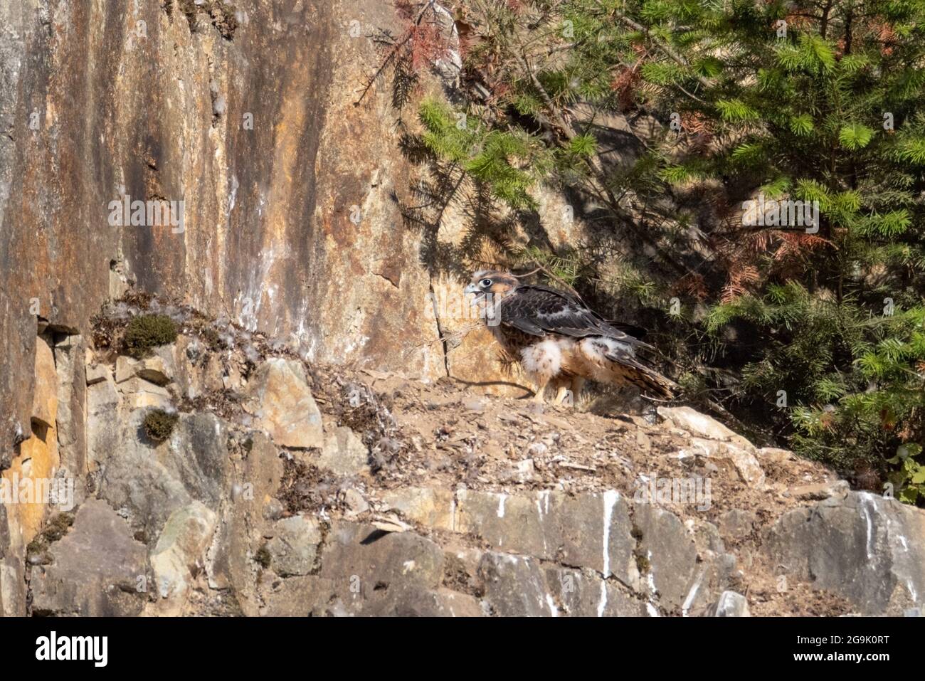 The peregrine falcon nest hires stock photography and images Alamy