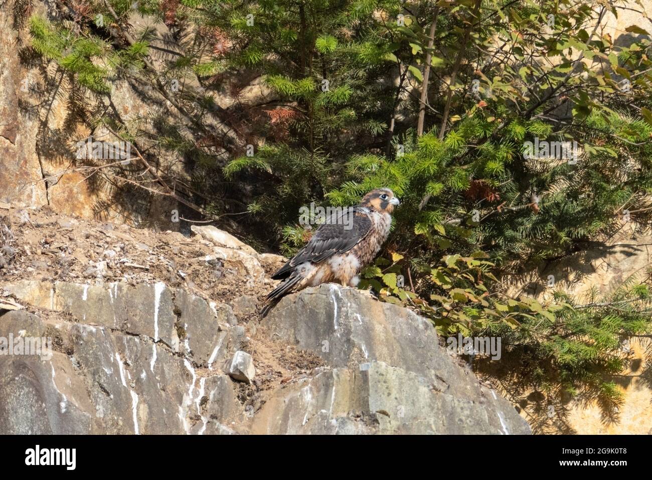 Peregrine falcon nest hires stock photography and images Alamy