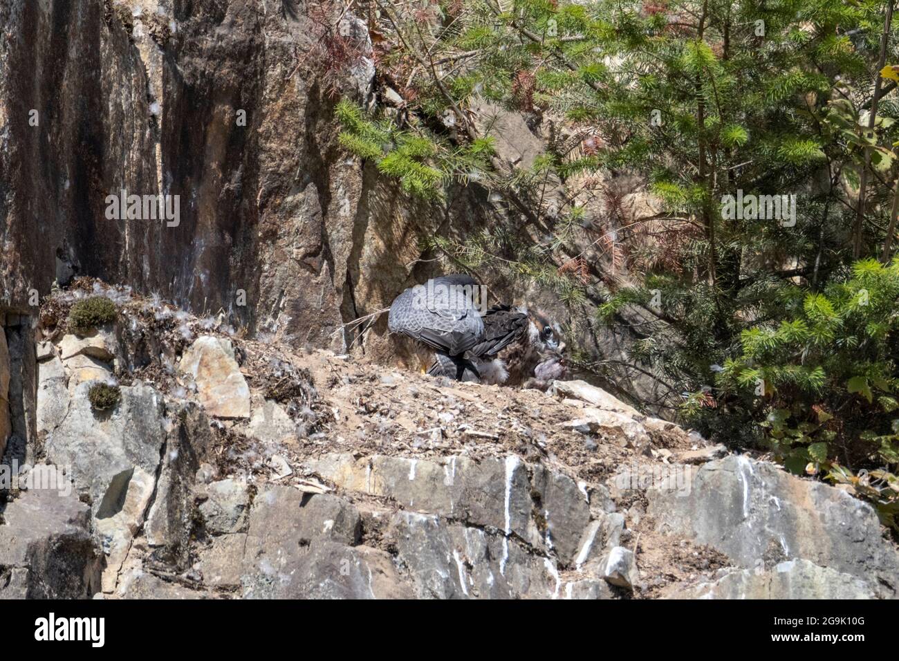 juvenile peregrine falcon bird at Abbotsford quarry BC Canada Stock