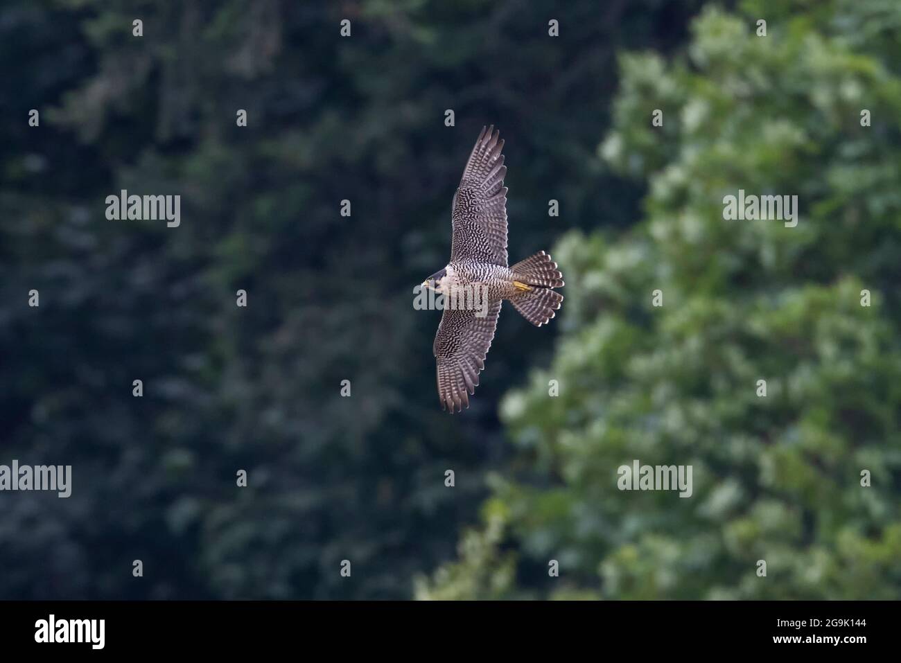 flying peregrine falcon bird at Abbotsford quarry BC Canada Stock Photo