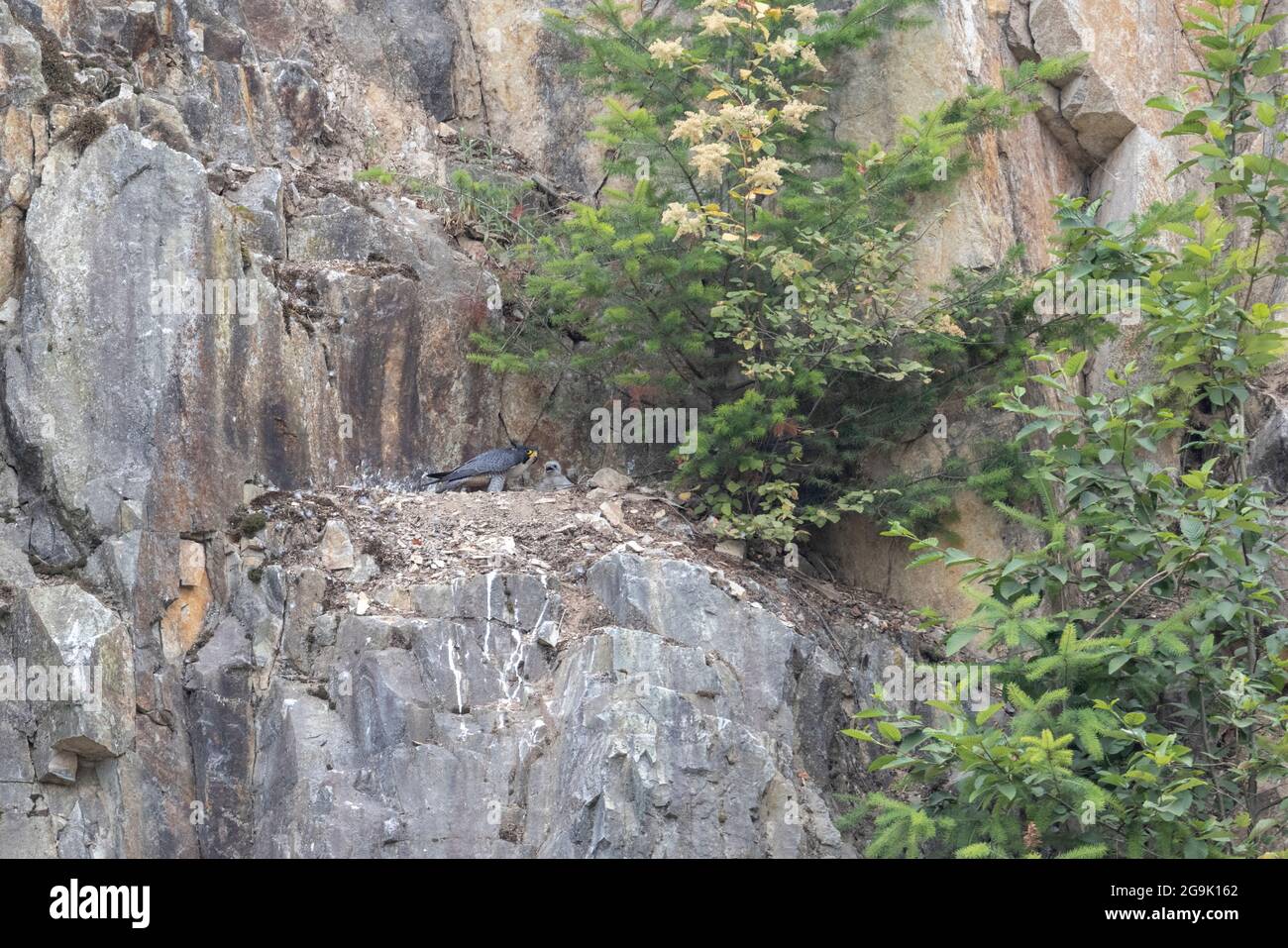 The falcon nest hires stock photography and images Alamy