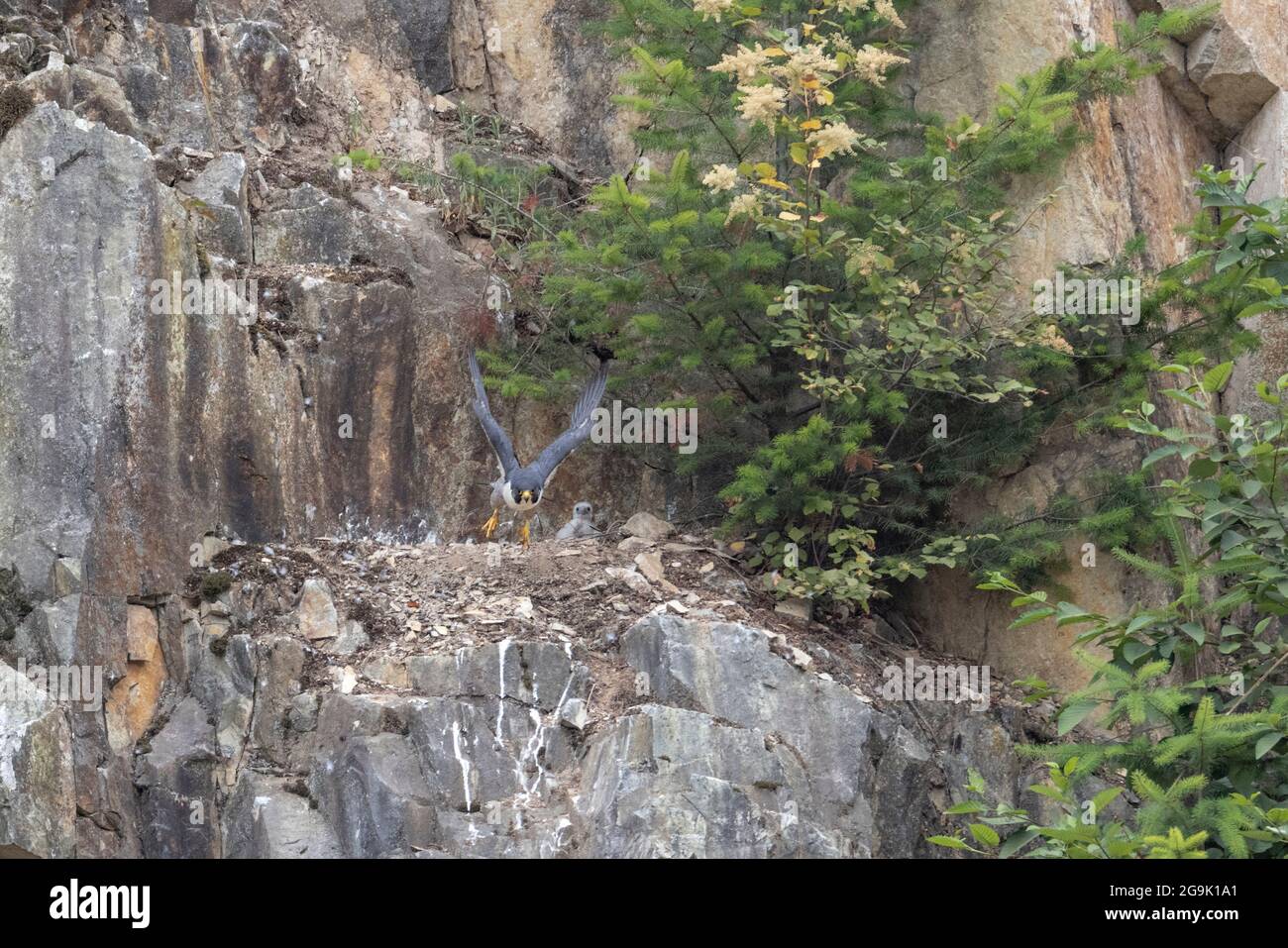 juvenile peregrine falcon bird at Abbotsford quarry BC Canada Stock