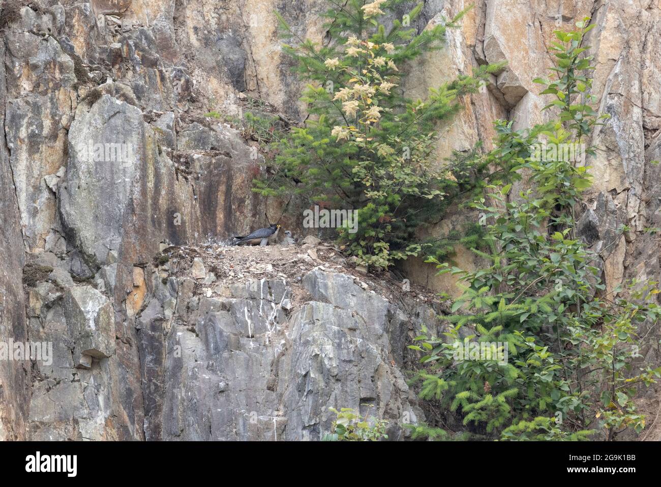 The falcon nest hires stock photography and images Alamy