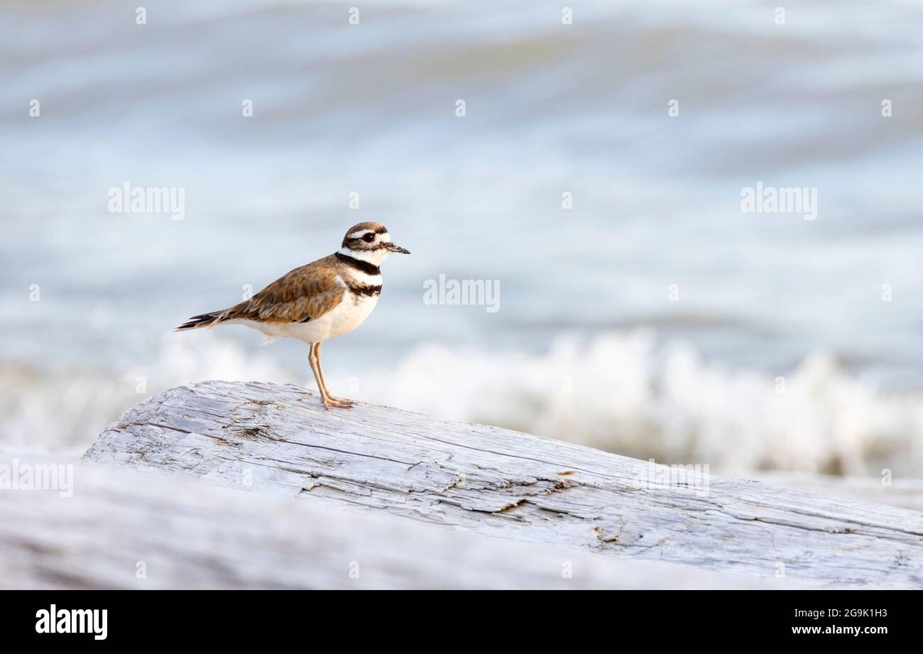 killdeer bird shorebird at Vancouver BC Canada Stock Photo Alamy