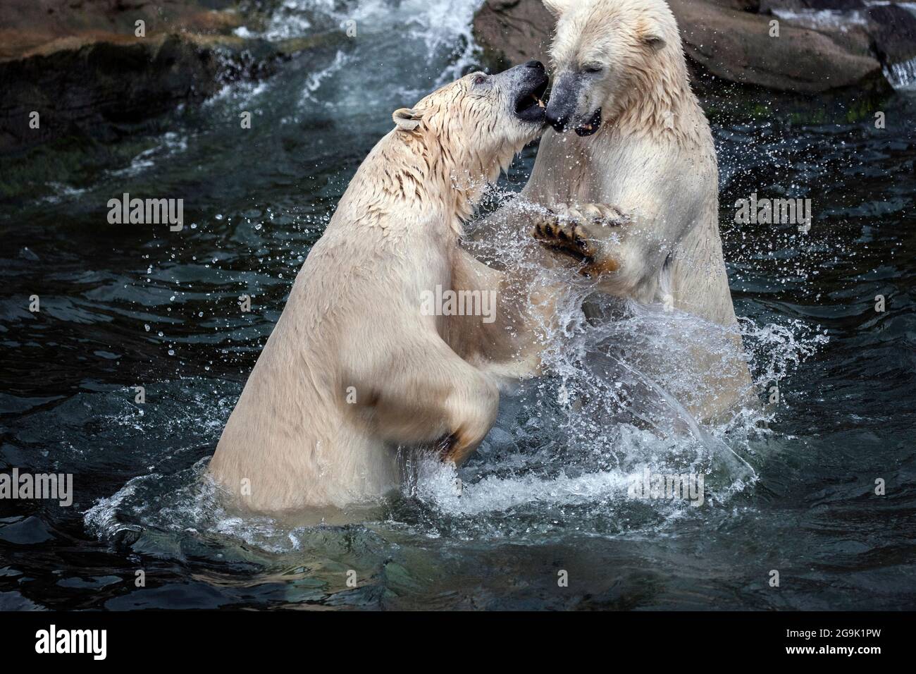 Polar bear (Ursus maritimus), fighting polar bears, captive, northern polar regions, Germany Stock Photo