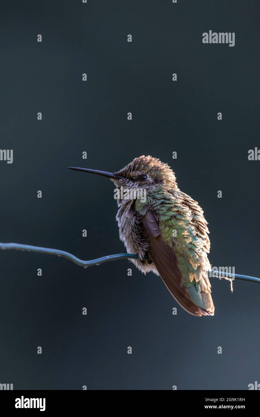 Female Anna's hummingbird bird at Vancouver BC Canada Stock Photo
