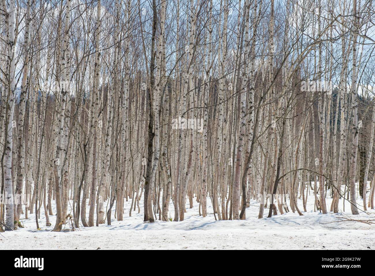 Birch tree forest, Furano, Hokkaido, Japan Stock Photo