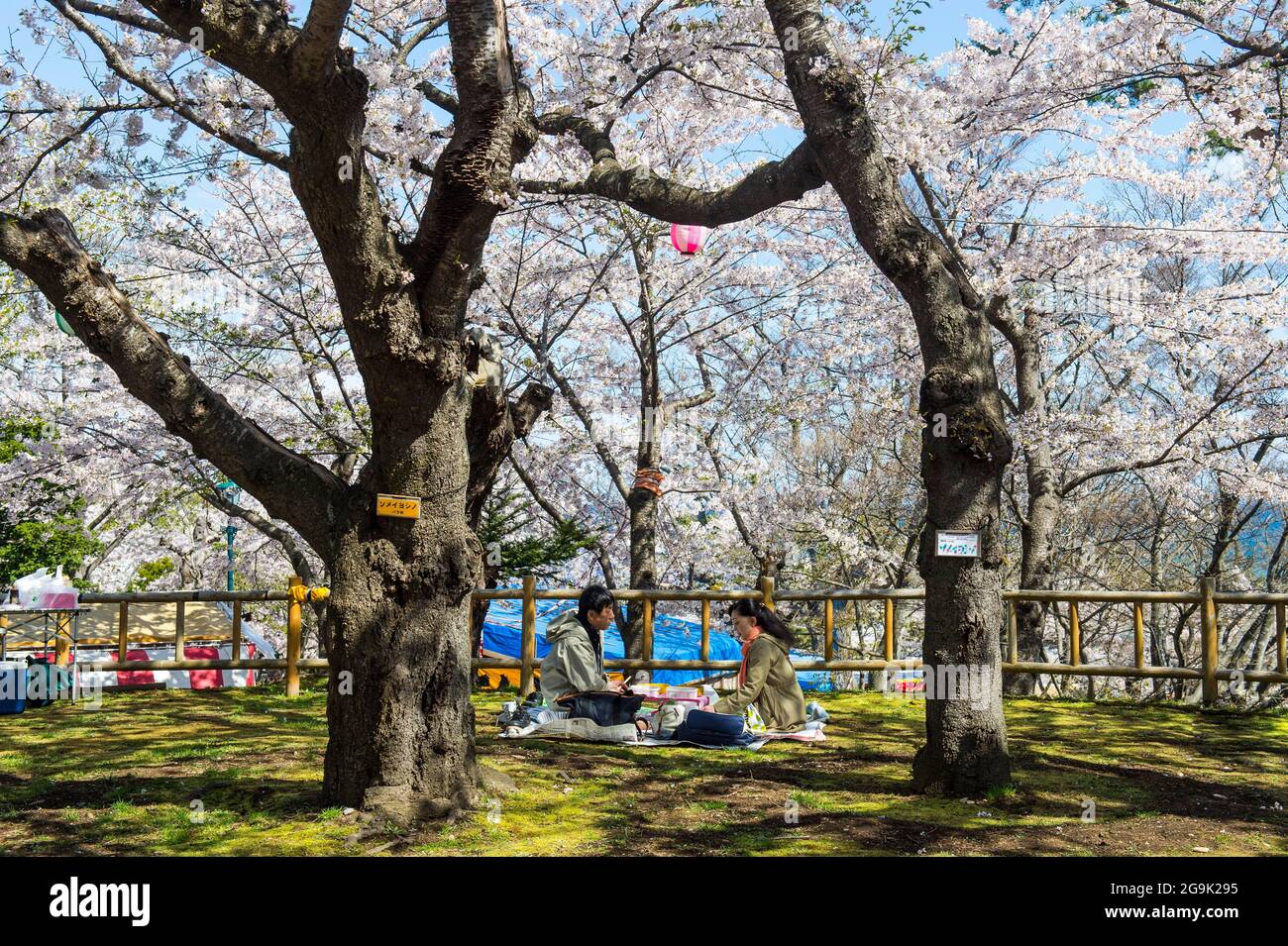 Picknick in cherry park japan hi-res stock photography and images - Alamy