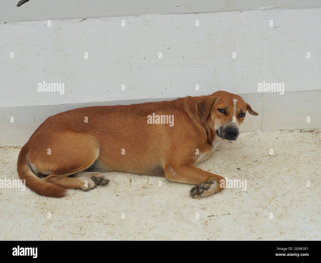 Brown stray dog resting on gray color concrete floor, The sad look in the puppy's eyes Stock Photo