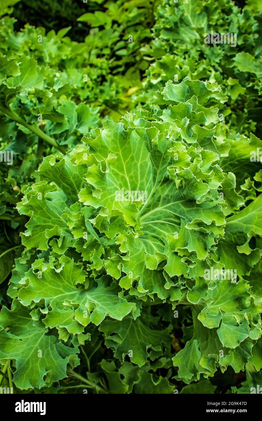 Fresh Kale growing in the summer garden Stock Photo