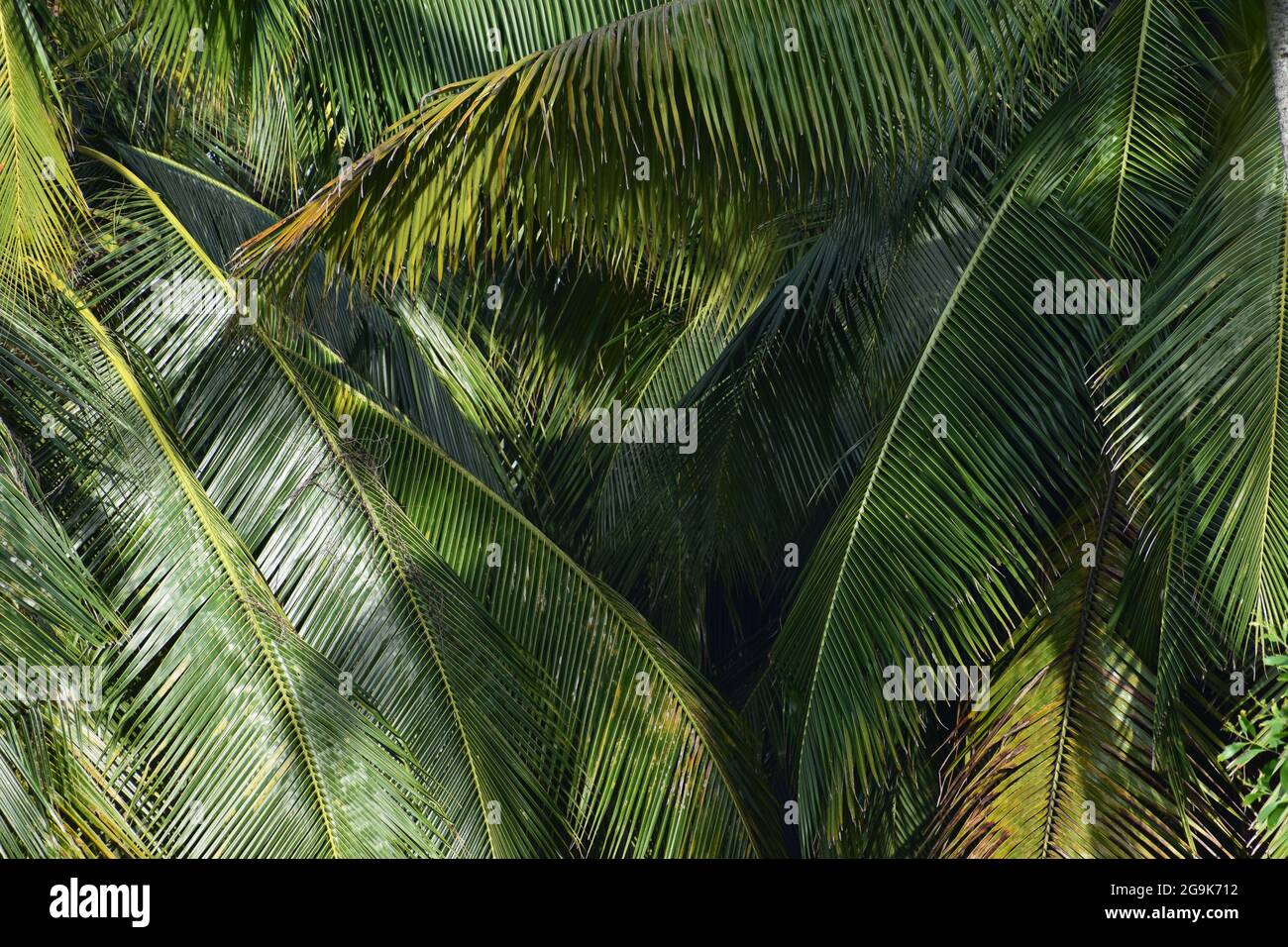 Beautiful palm leaves pattern in the green palm forest, Abstract natural texture leaves design on green forest, super nature shot of palm trees leaf Stock Photo