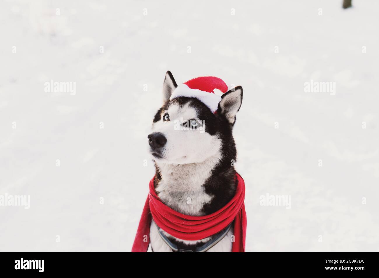 Christmas husky dog in red scarf, attire and Santa's hat in the snowy forest. Concept of Christmas postcard. A lot of snow in winter forest. High qual Stock Photo