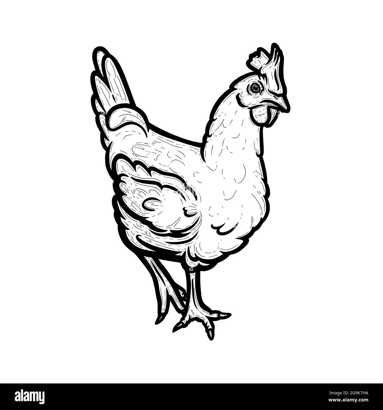Realistic Hen Or Chicken Outlined In White Background Free Grazing Hen Bird In The Runch Hand Drawn Vector Illustration Stock Vector Image Art Alamy