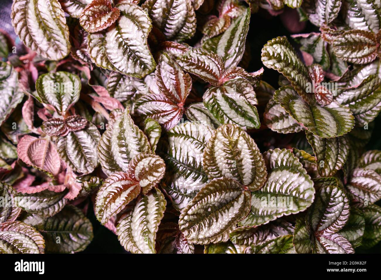 Green and pink leaves of pilea involucrata plant is plant that is sometimes cultivated, especially where there can be high humidity, such as in terrarium. Houseplant as a natural textured background Stock Photo