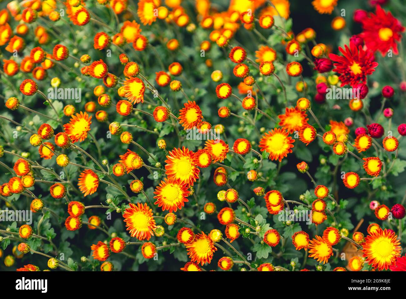 Lots of flowers hi-res stock photography and images - Alamy