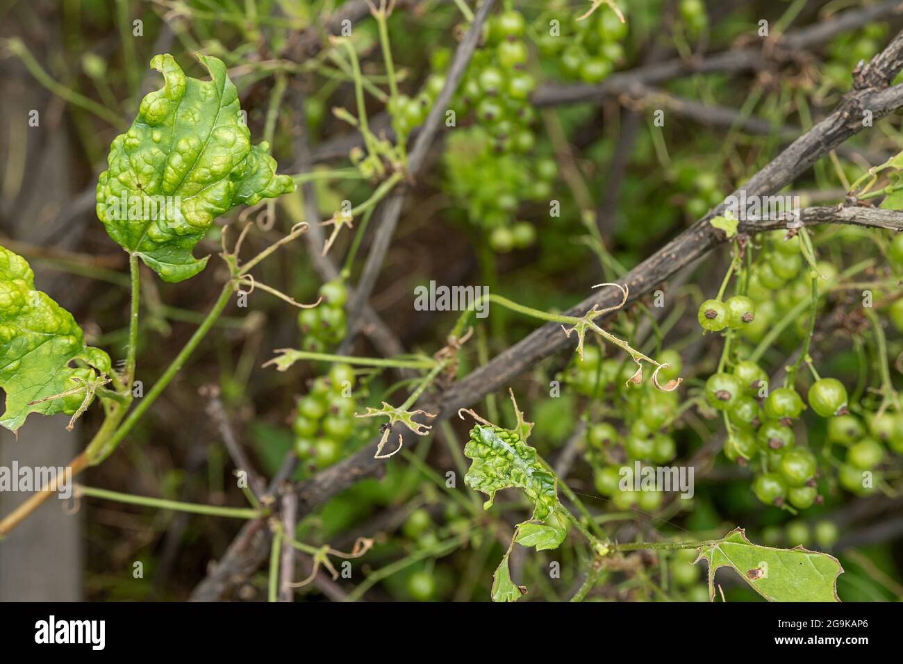 Diseases and pests of berry bushes . Gall Aphid on currants. Damaged leaves on a red currant. Stock Photo