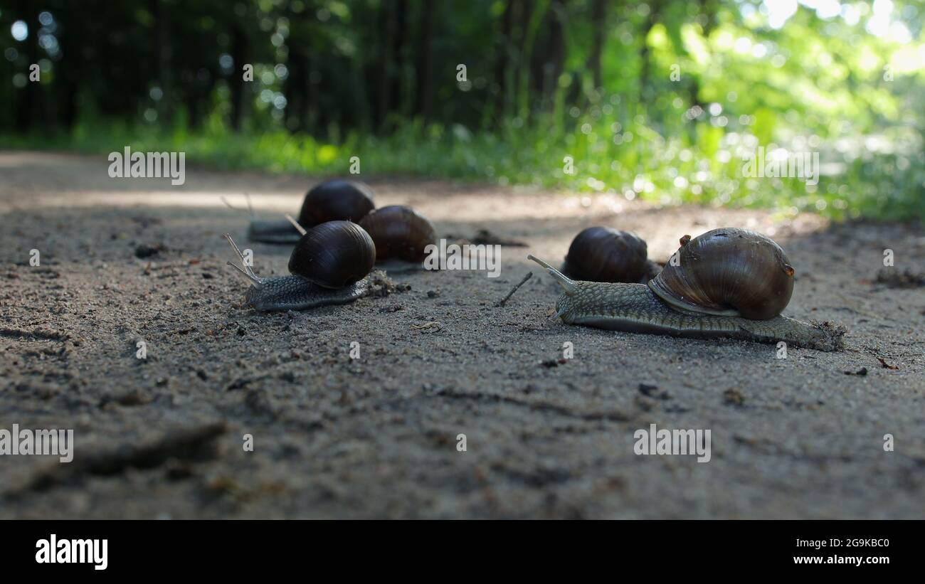 Migration of grape snails in a wooded area. Group of clams crawls along the road Stock Photo