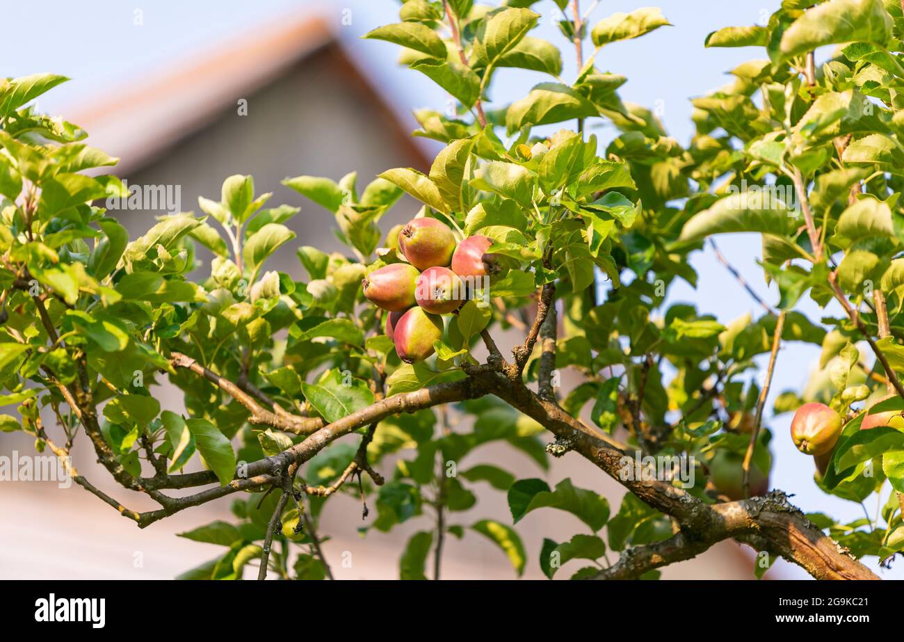 Fresh beautiful apples on the branches of apple trees in the garden. Street view, concept photo natural food, selective focus. Stock Photo