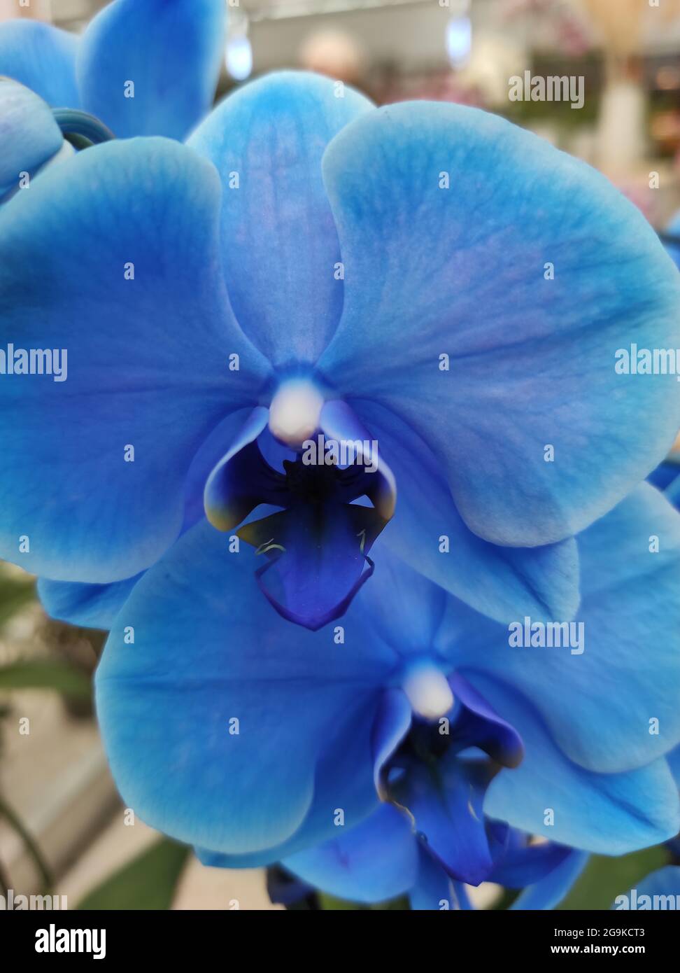 Orchid light blue background hi-res stock photography and images - Alamy