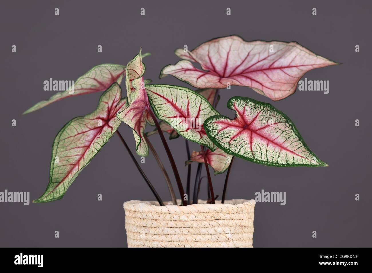 Beautiful exotic 'Caladium White Queen' plant with white leaves and pink veins in pot in front of gray background Stock Photo