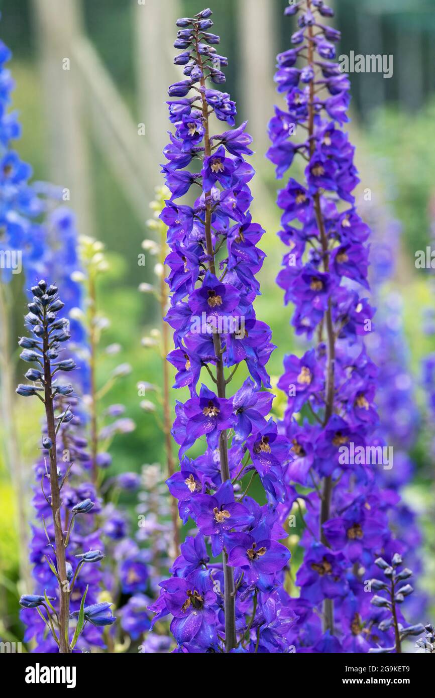 Purple Blue Delphinium. Larkspur flower Stock Photo - Alamy