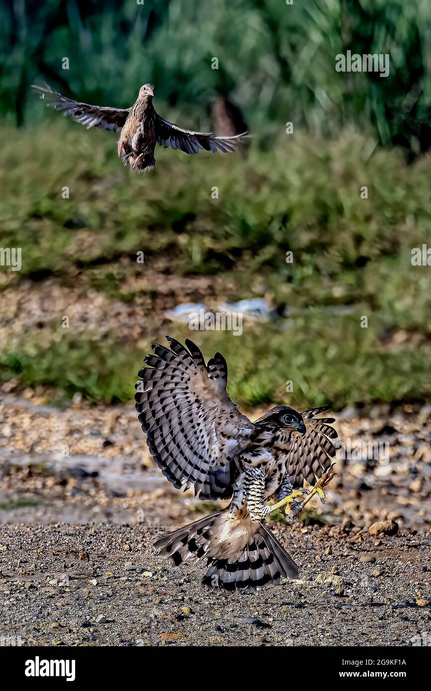 The quail is running for its life from the Crested Goshawk (Accipiter Trivirgatus) which flying directly to it to make this quail as a delicious morni Stock Photo