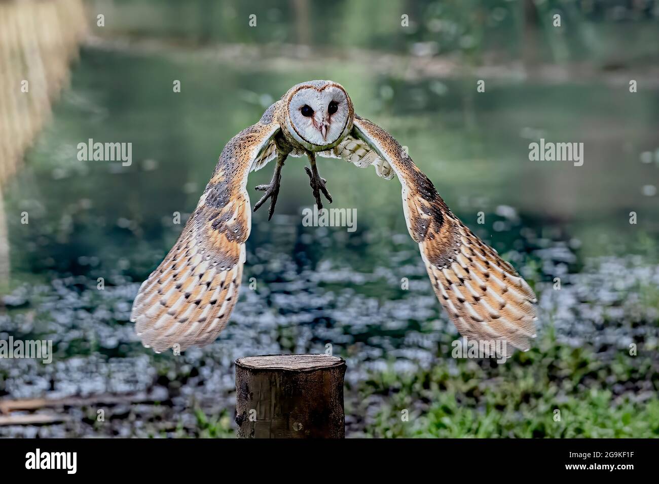 This White Barn Owl with scientific name of Tyto Alba is flying to catch its prey with lake view bokeh background. Stock Photo