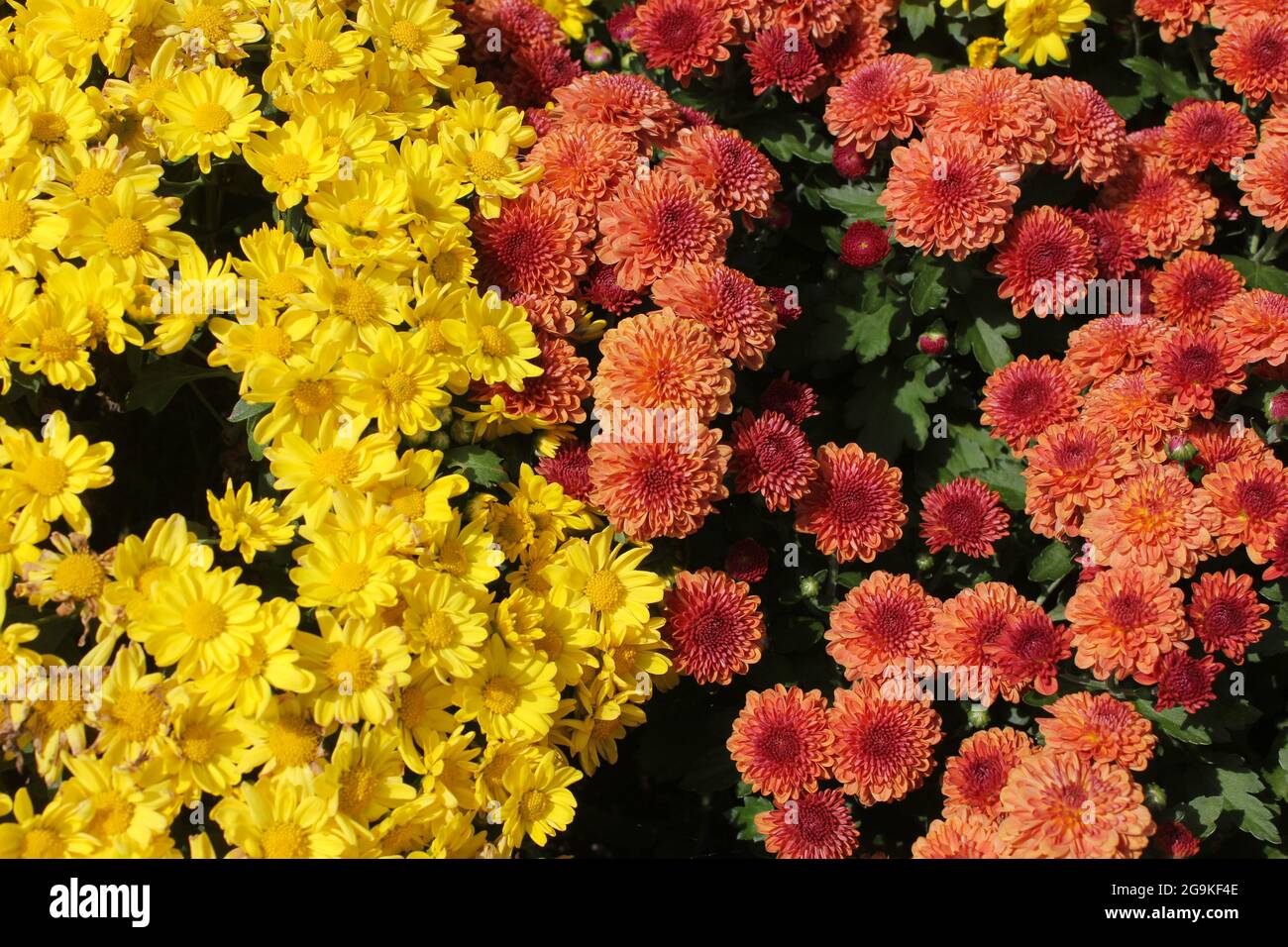 Yellow and Orange Fall Chrysanthemums Background Stock Photo - Alamy